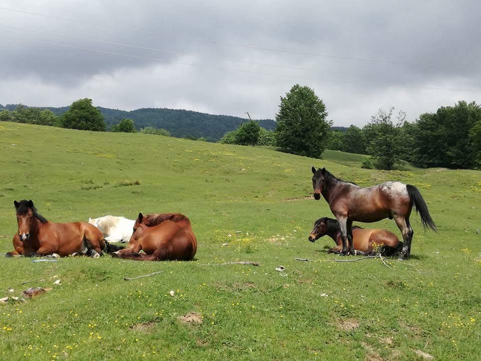 Casa Din Piatra Hotel Poiana  Buitenkant foto